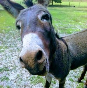 Meet your Posher, Shannon